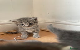 Egyptian Mau cats for sale: Egyptian mau kittens  - Image 11