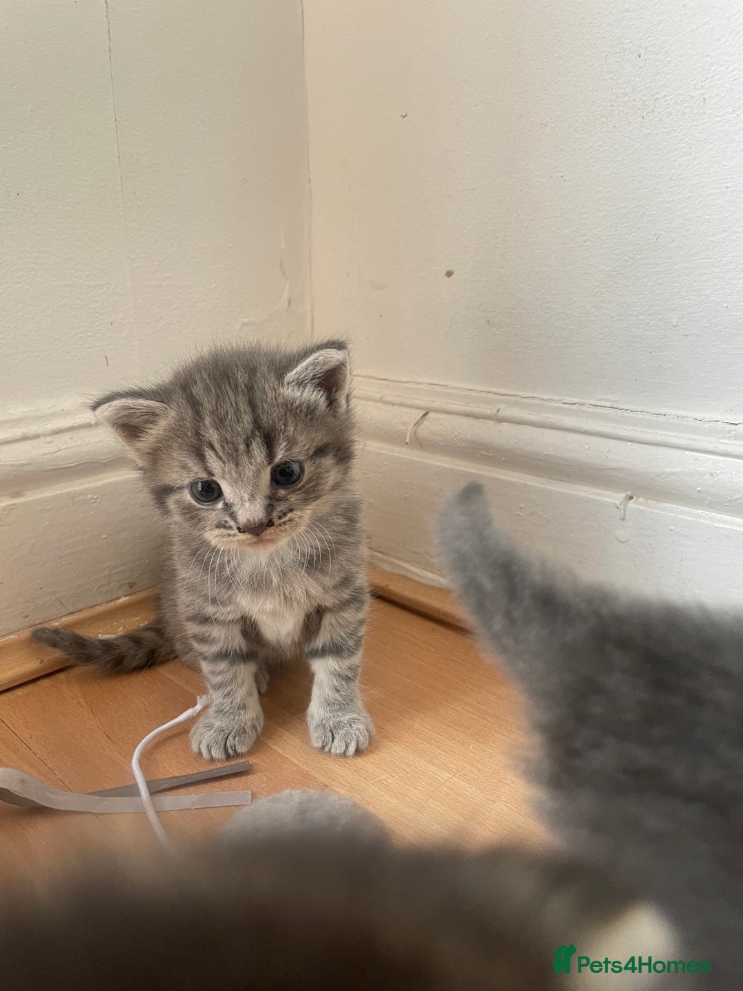 Egyptian Mau cats for sale: Egyptian mau kittens  - Image 11