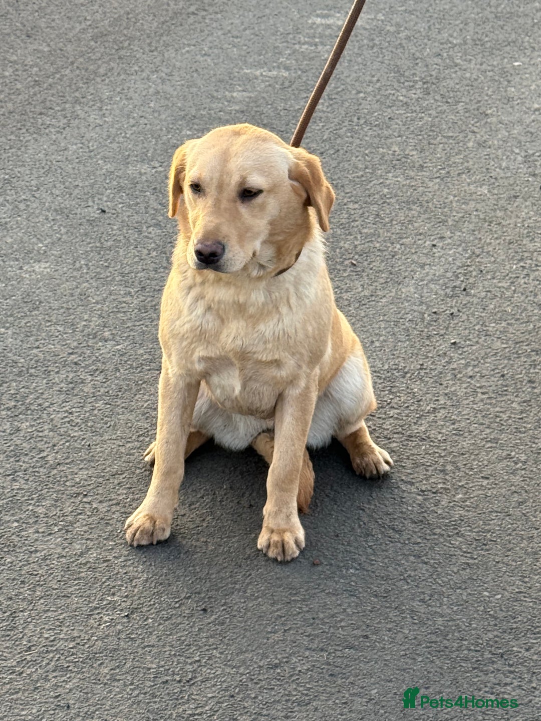 Labrador Retriever dogs for sale: KC Registered Female - Advert 7