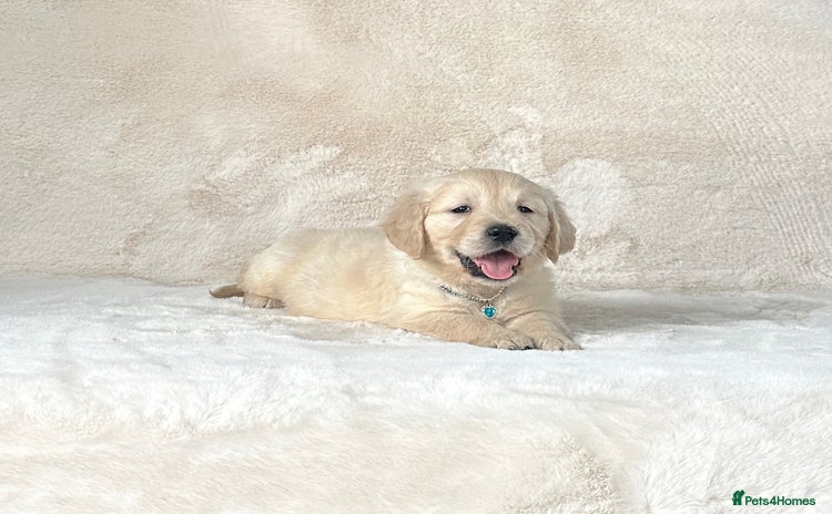 Golden Retriever dogs for sale - Advert 4
