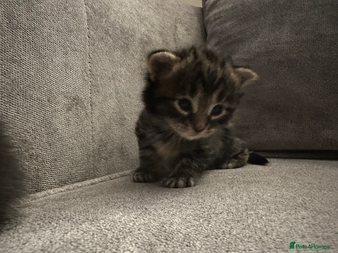 Mixed Breed cats for sale: X4 beautiful kittens looking for forever home.  - Advert 10