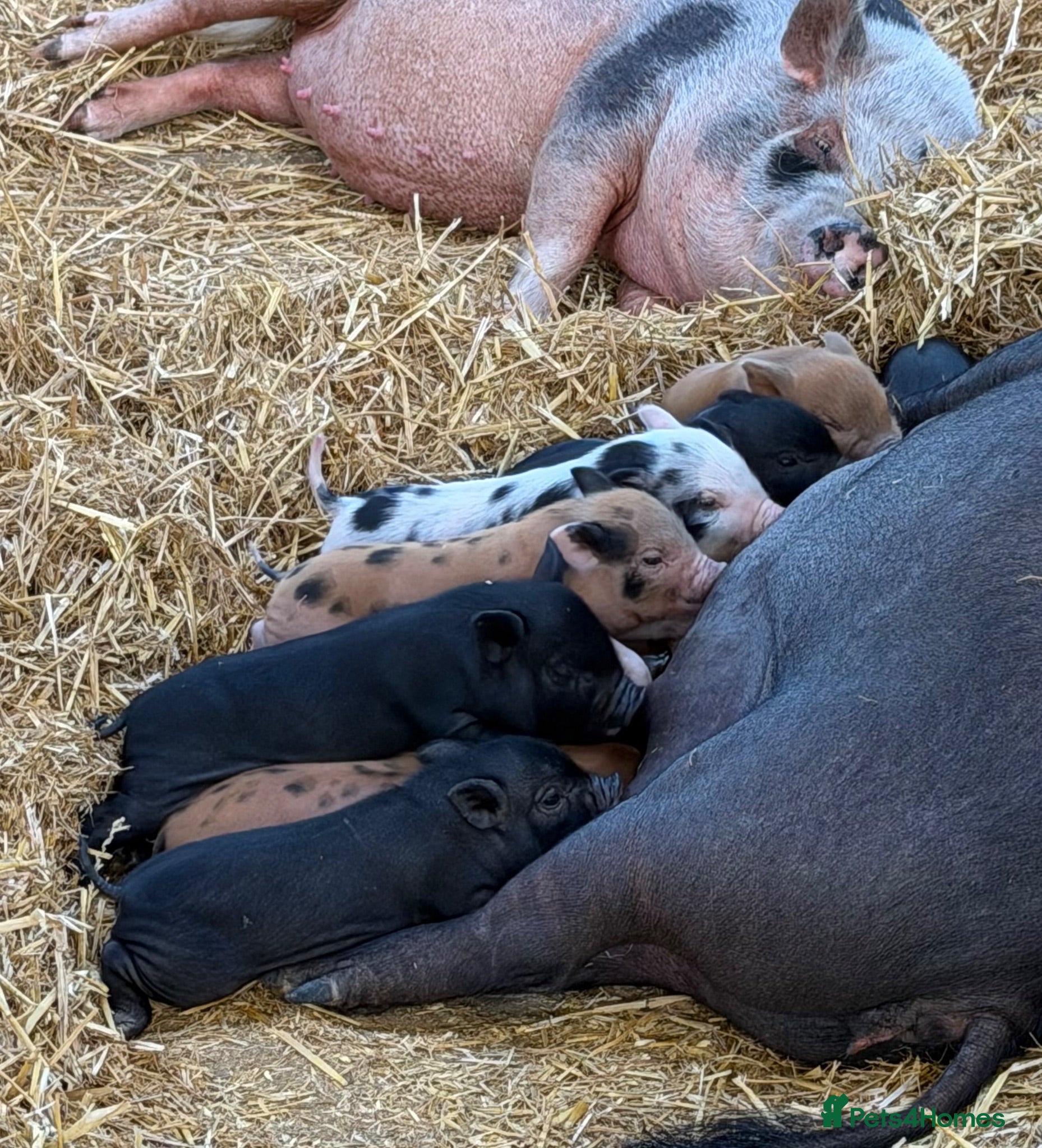 Pig livestock Pure Juliana Piglets - male & female - Advert 1