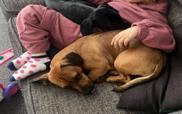 Mixed Breed dogs for sale: Dashund x Frenchie - Image 6