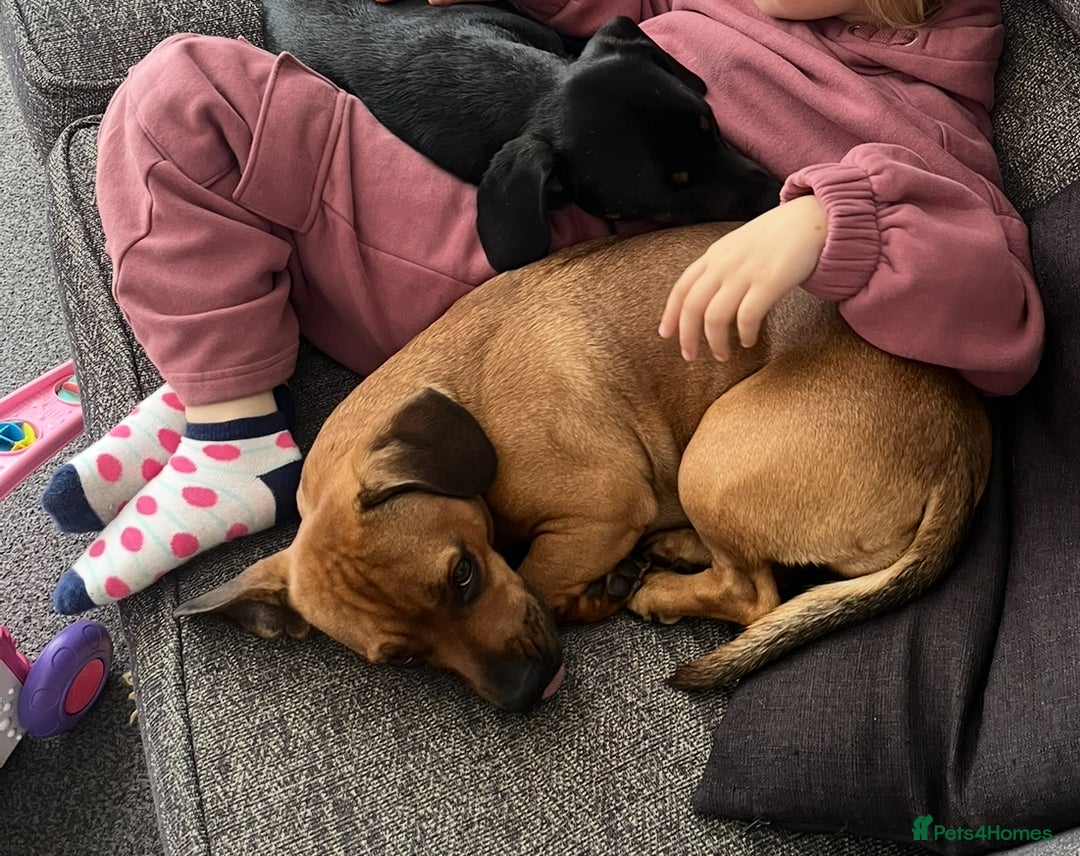 Mixed Breed dogs for sale: Dashund x Frenchie - Image 6