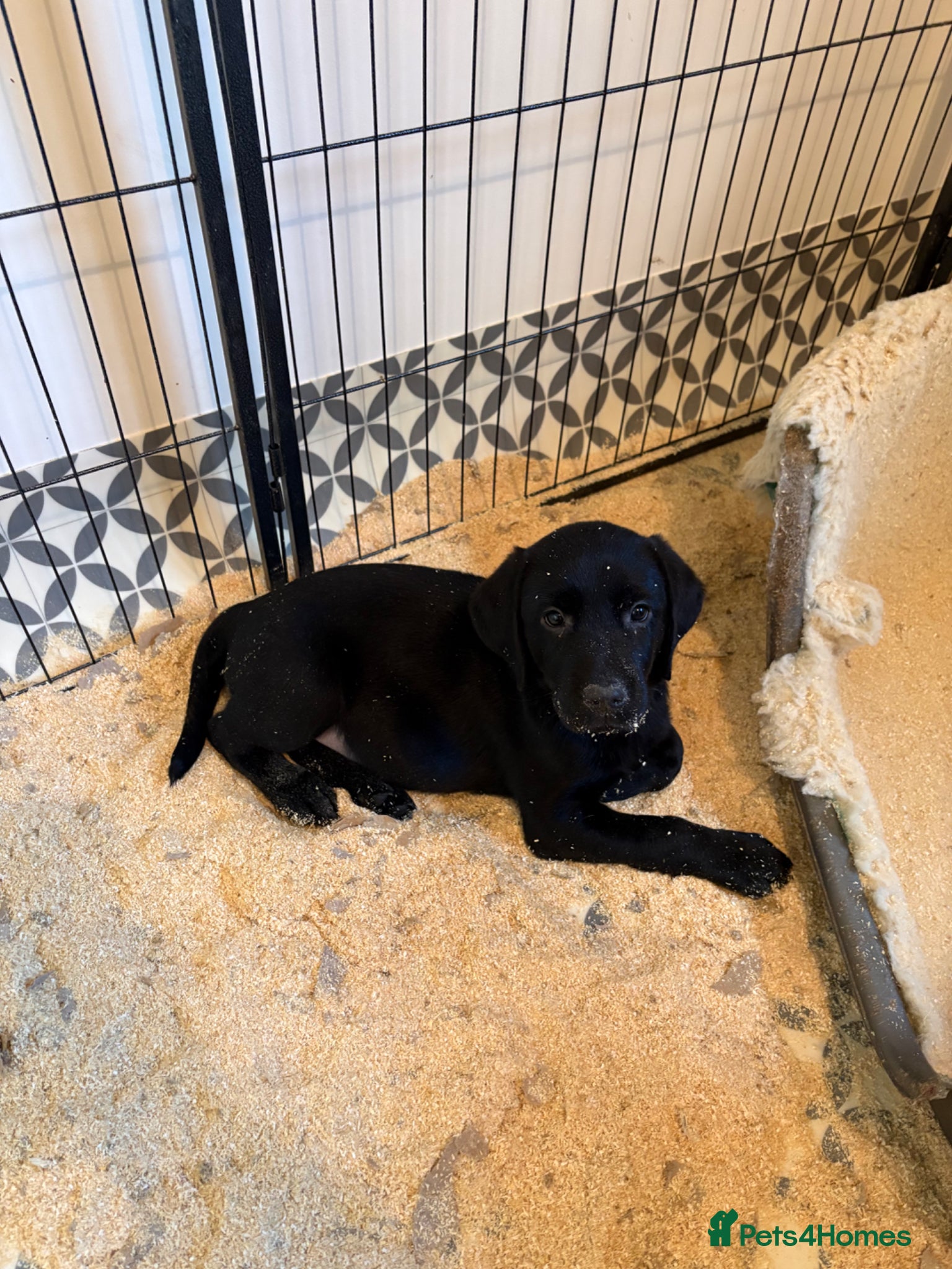 Labrador Retriever dogs 3 kc registered puppies (3 dogs left) - Advert 17