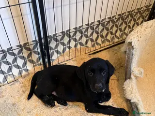 Labrador Retriever dogs 3 kc registered puppies (3 dogs left) - Advert 9