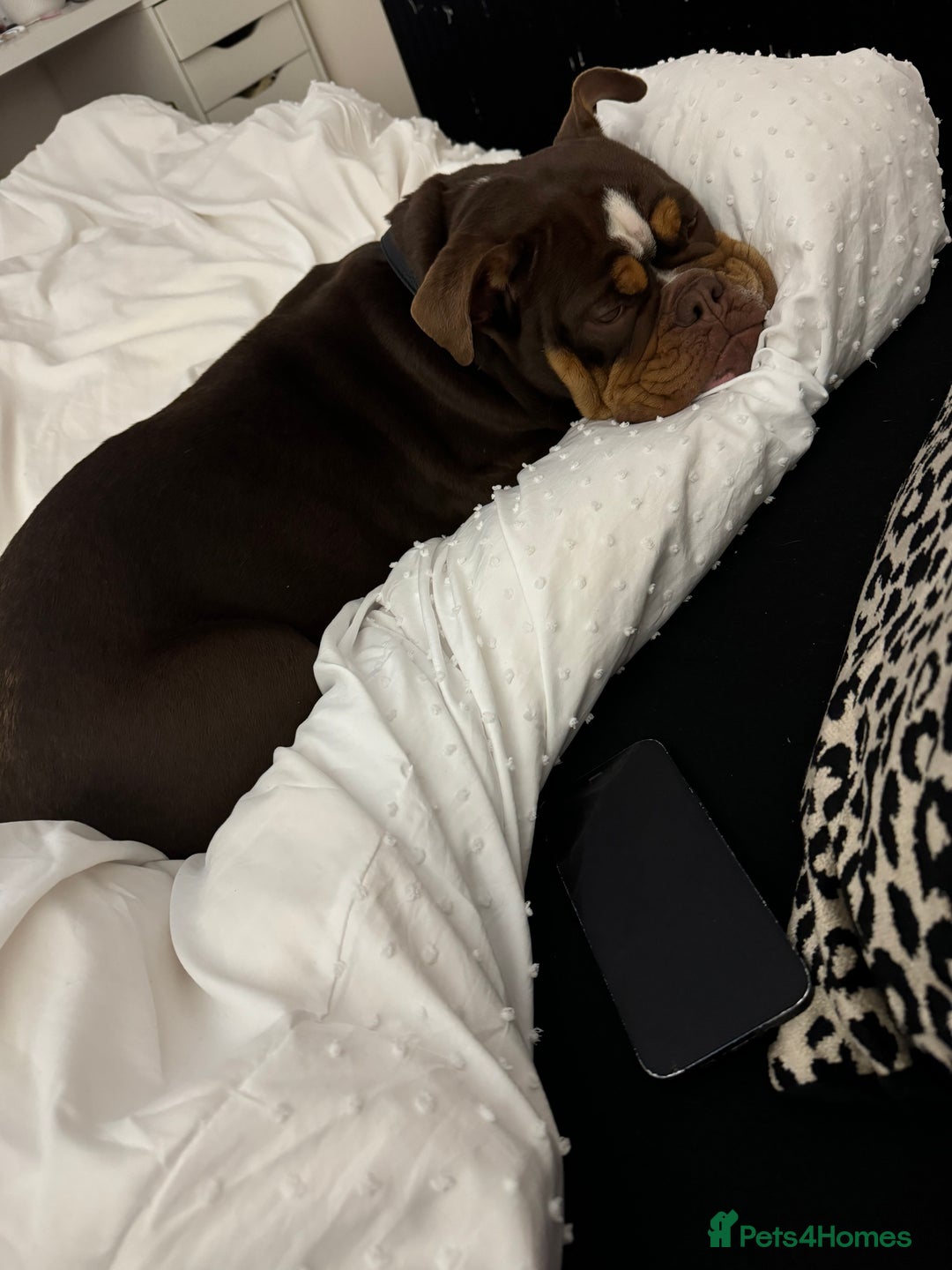 English Bulldog dogs for sale: dog for sale - Image 6