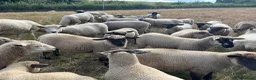 Sheep livestock for sale: Pet lambs for sale  - Advert 2