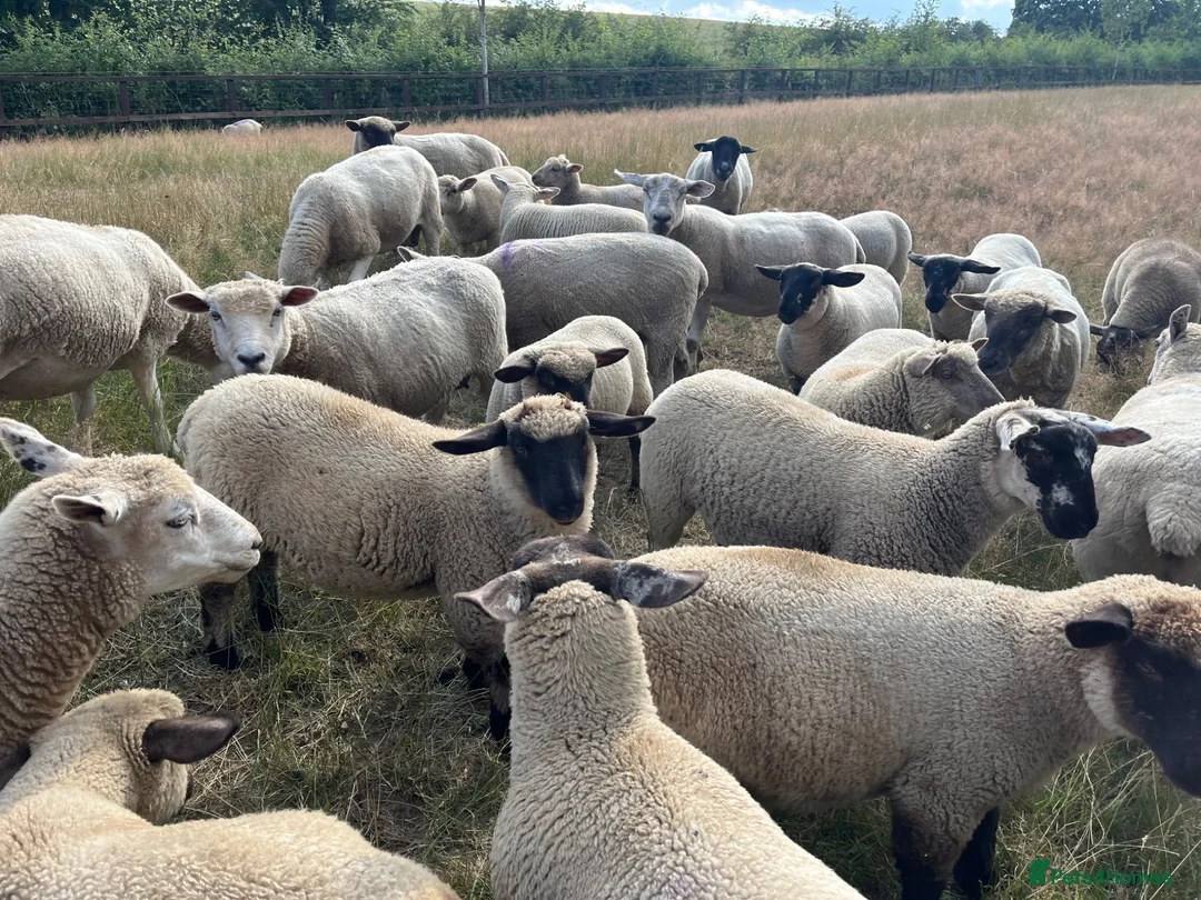 Sheep livestock for sale: Pet lambs for sale  - Advert 2