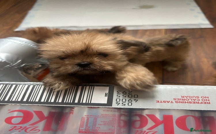 Lhasa Apso dogs - Advert 2
