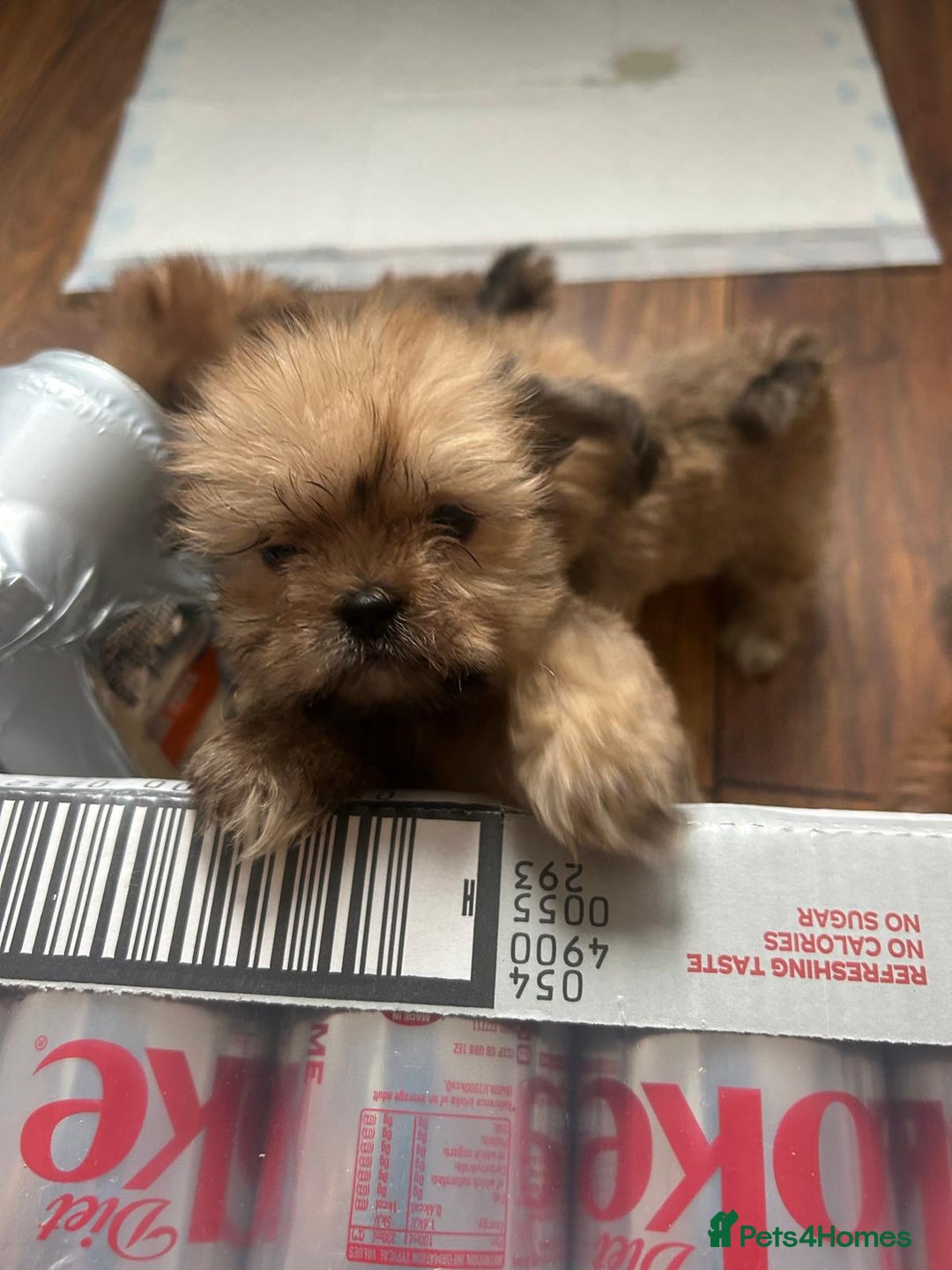 Lhasa Apso dogs for sale: Red and tan Lhasa apso puppies  - Image 1
