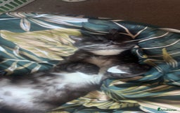 Mixed Breed cats for sale: Maine Coon X British Shorthair - Advert 3