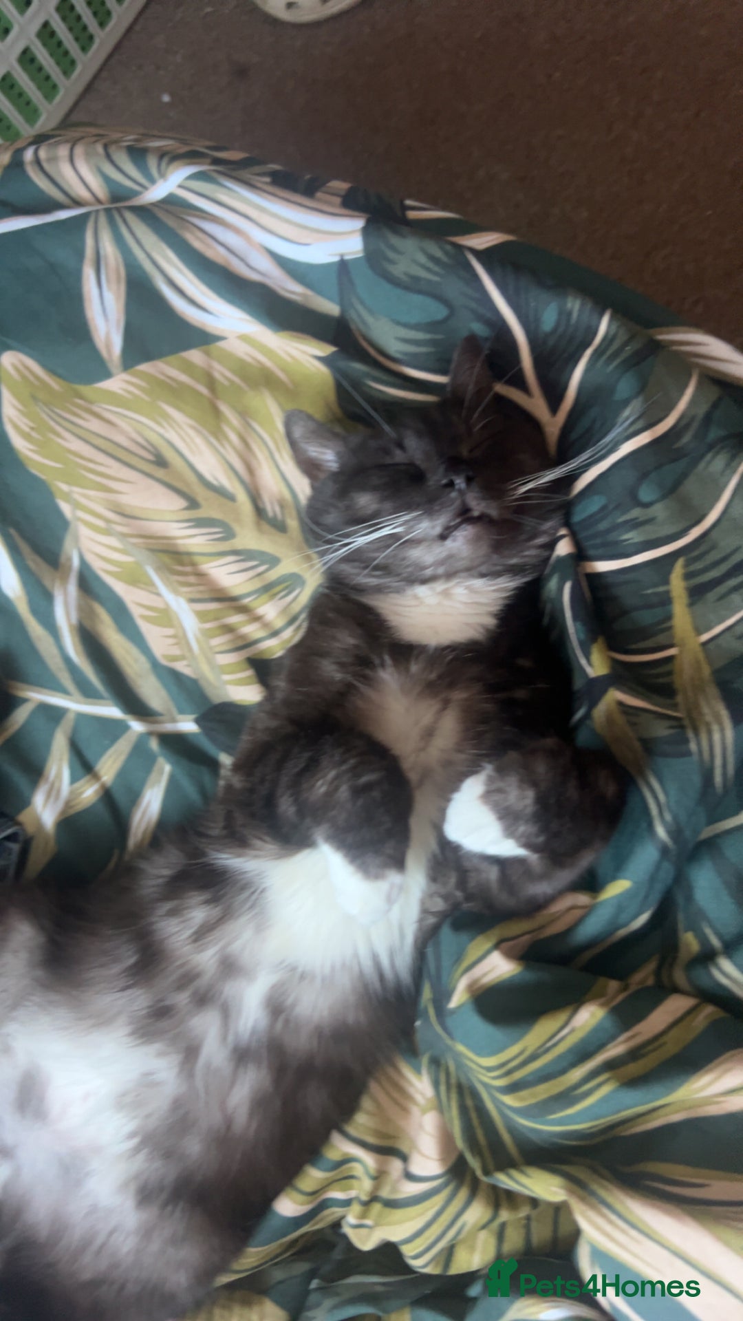 Mixed Breed cats for sale: Maine Coon X British Shorthair - Advert 3