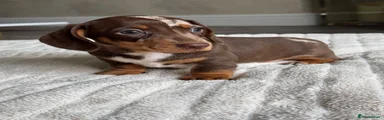 Miniature Dachshund 2