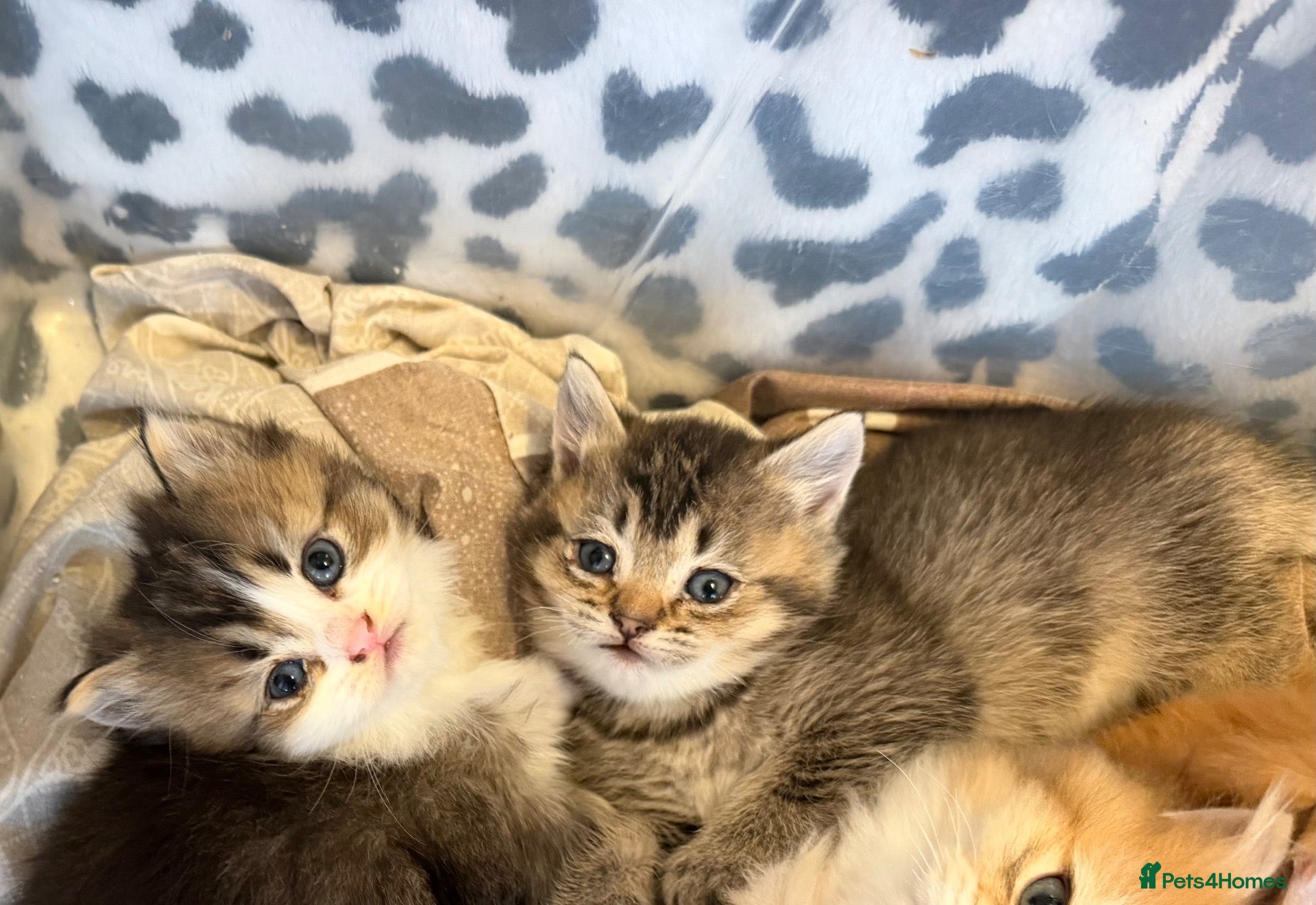 British Longhair cats for sale: 4 Gorgeous Fluffy Kittens Ginger Boys Tabby Girls - Advert 1