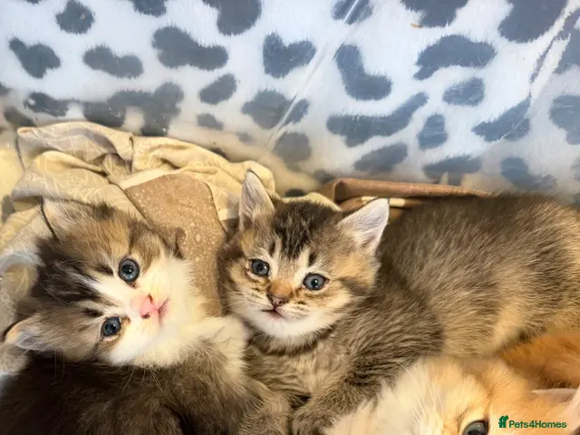British Longhair cats for sale: 4 Gorgeous Fluffy Kittens Ginger Boys Tabby Girls - Advert 1