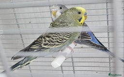 Budgerigars birds for sale: Budgies available for new homes - Image 11
