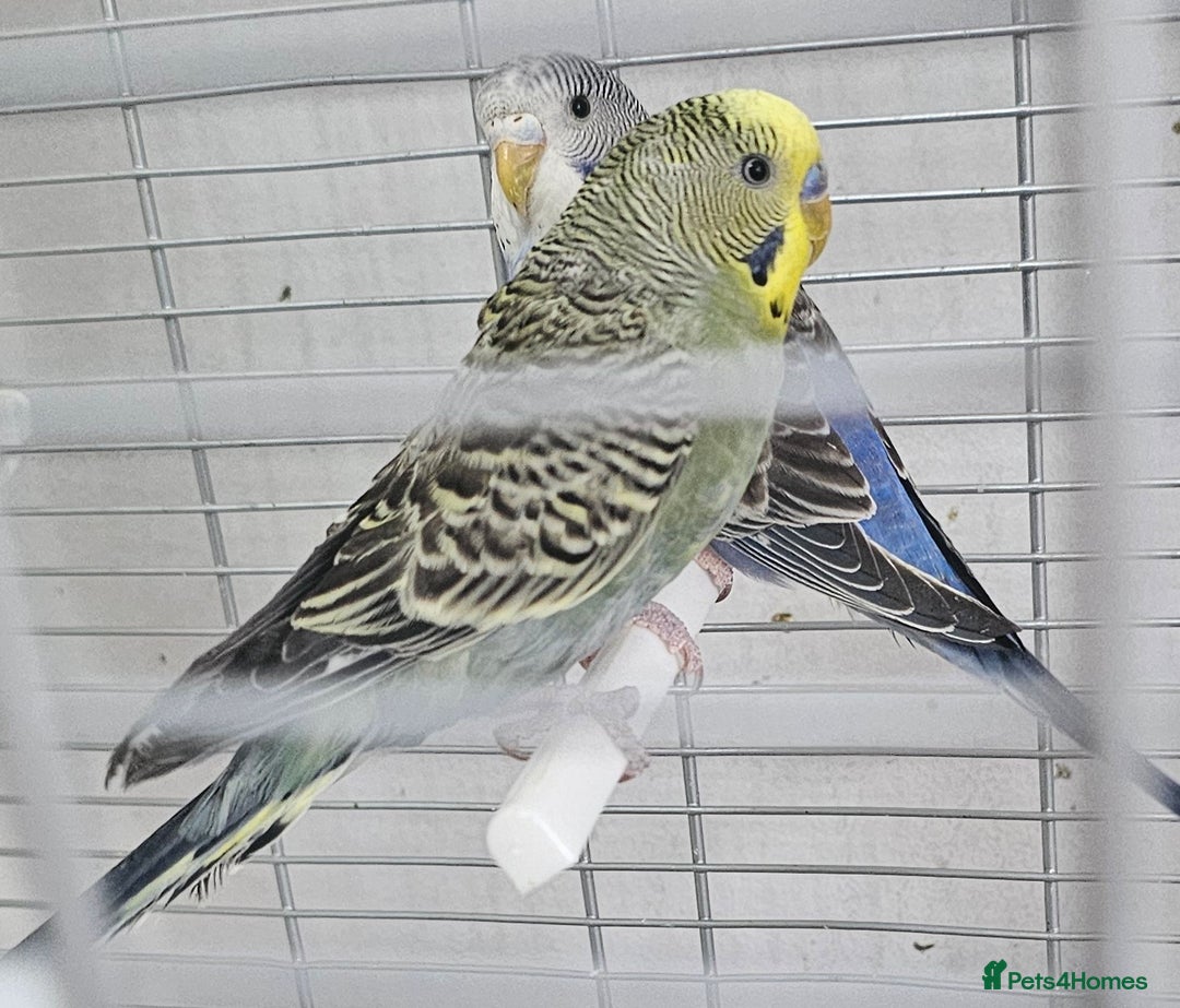 Budgerigars birds for sale: Budgies available for new homes - Image 11