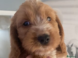 Labradoodle dogs - Advert 9