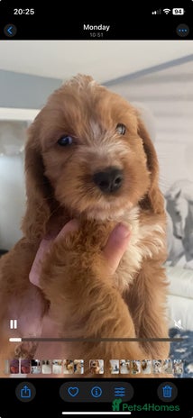 Labradoodle dogs - Advert 6