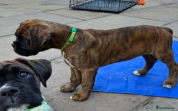 Boxer dogs for sale: Only 1 remaining! KC Boxer Puppies - Image 20
