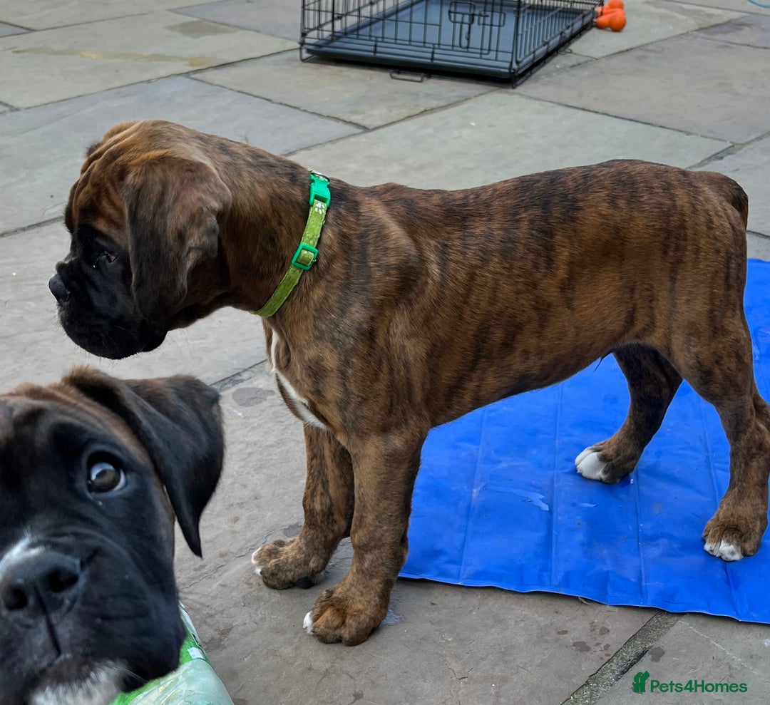 Boxer dogs for sale: Only 1 remaining! KC Boxer Puppies - Image 20