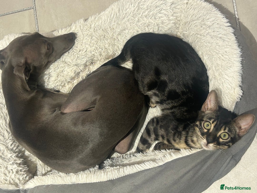 Bengal cats for sale: Stunning Charcoal Female Bengal Kitten - TICA - Advert 25