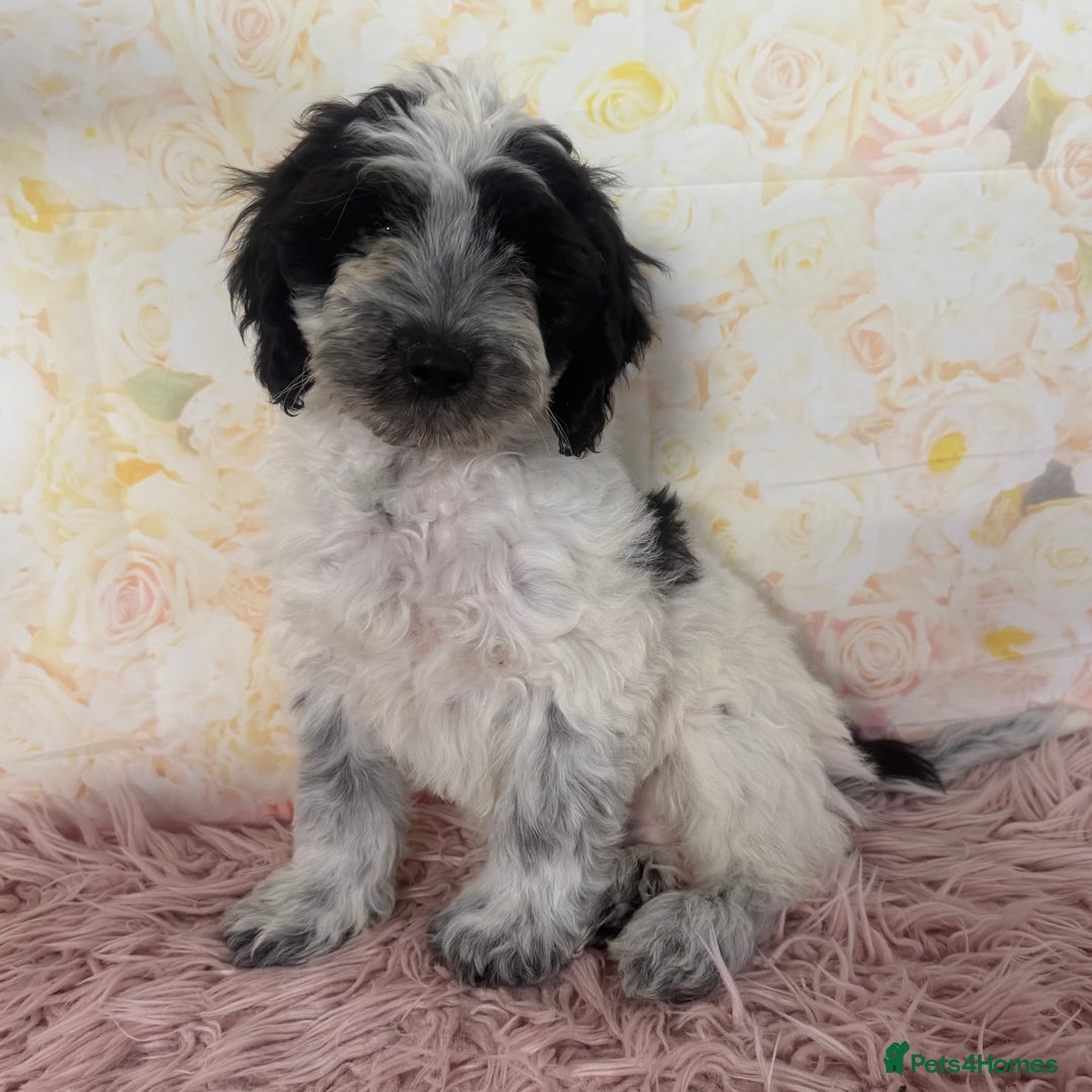Cockapoo dogs for sale: Ready to Leave: F1 Cockapoo Puppies - Image 2