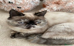 Exotic cats for sale: Fawn colour point Merle Exotic  - Image 11