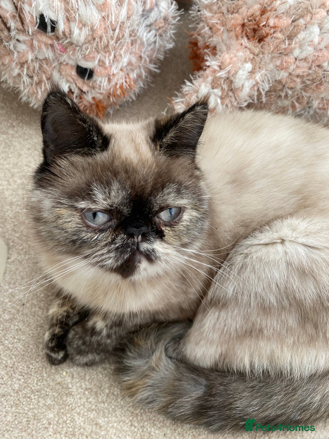 Exotic cats for sale: Fawn colour point Merle Exotic  - Image 11
