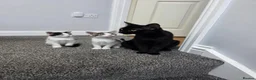 Mixed Breed cats for sale: Our beautiful kittens are now ready  - Advert 2