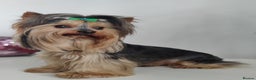 Yorkshire Terrier dogs for stud:  PEDIGREE Yorkshire terrier for STUD  in Hull - Advert 22