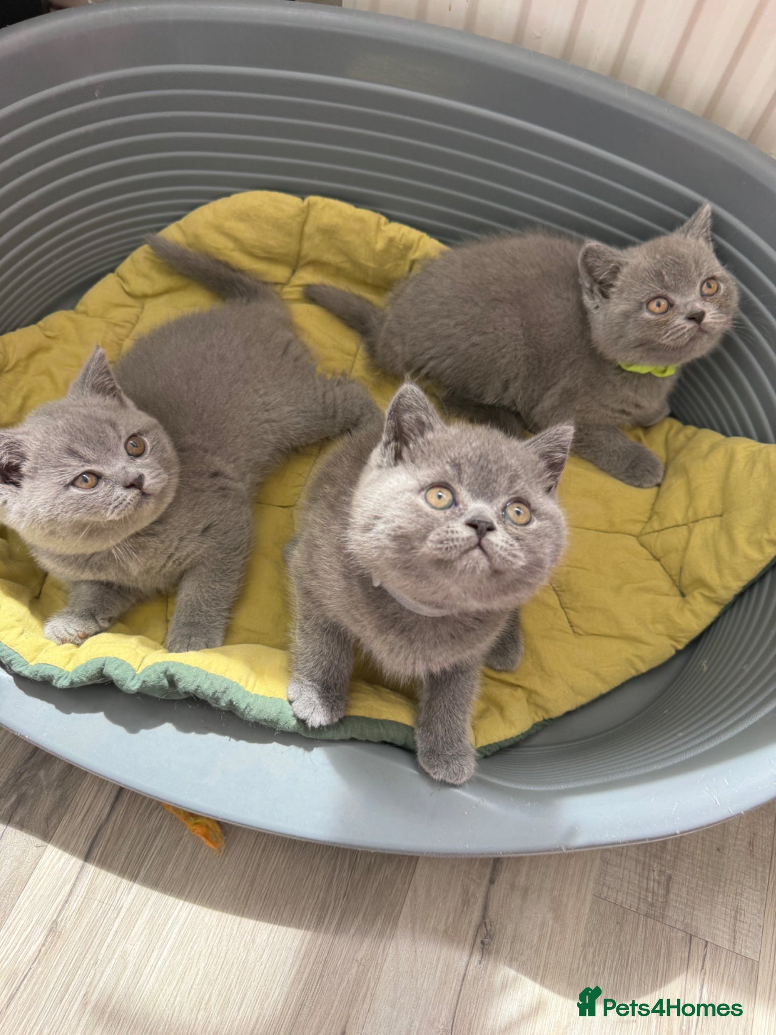 British Shorthair cats for sale: Pedigree British Shorthair Kittens ready to go! - Advert 24
