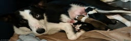 Mixed Breed dogs for sale: Welsh Collie Pups  - Advert 1