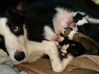 Mixed Breed dogs Welsh Collie Pups - Advert 1