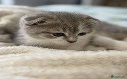 Scottish Fold cats for sale: Scottish fold x british short hair - Image 1
