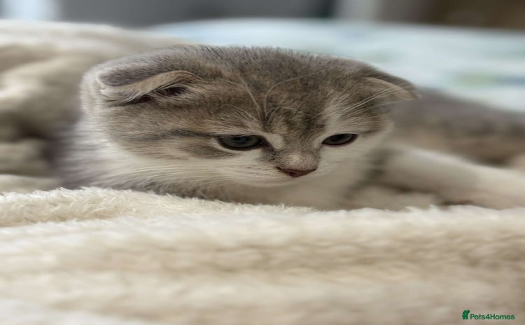 Scottish Fold cats - Advert 4
