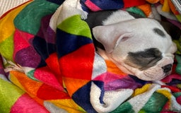 English Bulldog dogs for sale: 8 week old beautiful English Bulldog - Advert 7