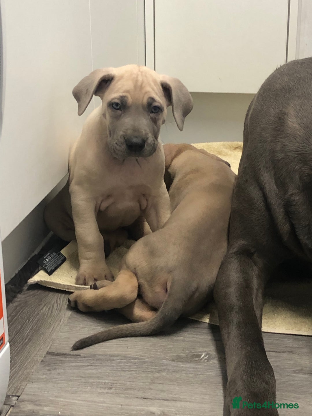 Great Dane dogs for sale: Great Dane puppies waiting list open  - Advert 5