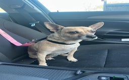 Mixed Breed dogs for sale: Ivy to be rehomed  - Image 1