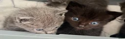 Ragdoll cats for sale: 1 Already reserved Fluffy Ragdoll Cross Kittens  - Advert 18