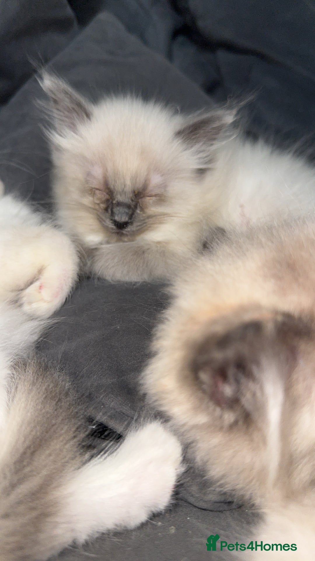 Ragdoll cats for sale: RAGDOLL KITTENS FOR SALE💕 - Image 9