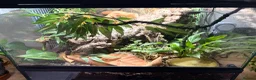 Gecko reptiles for sale: Spotted gargoyle gecko  - Advert 4