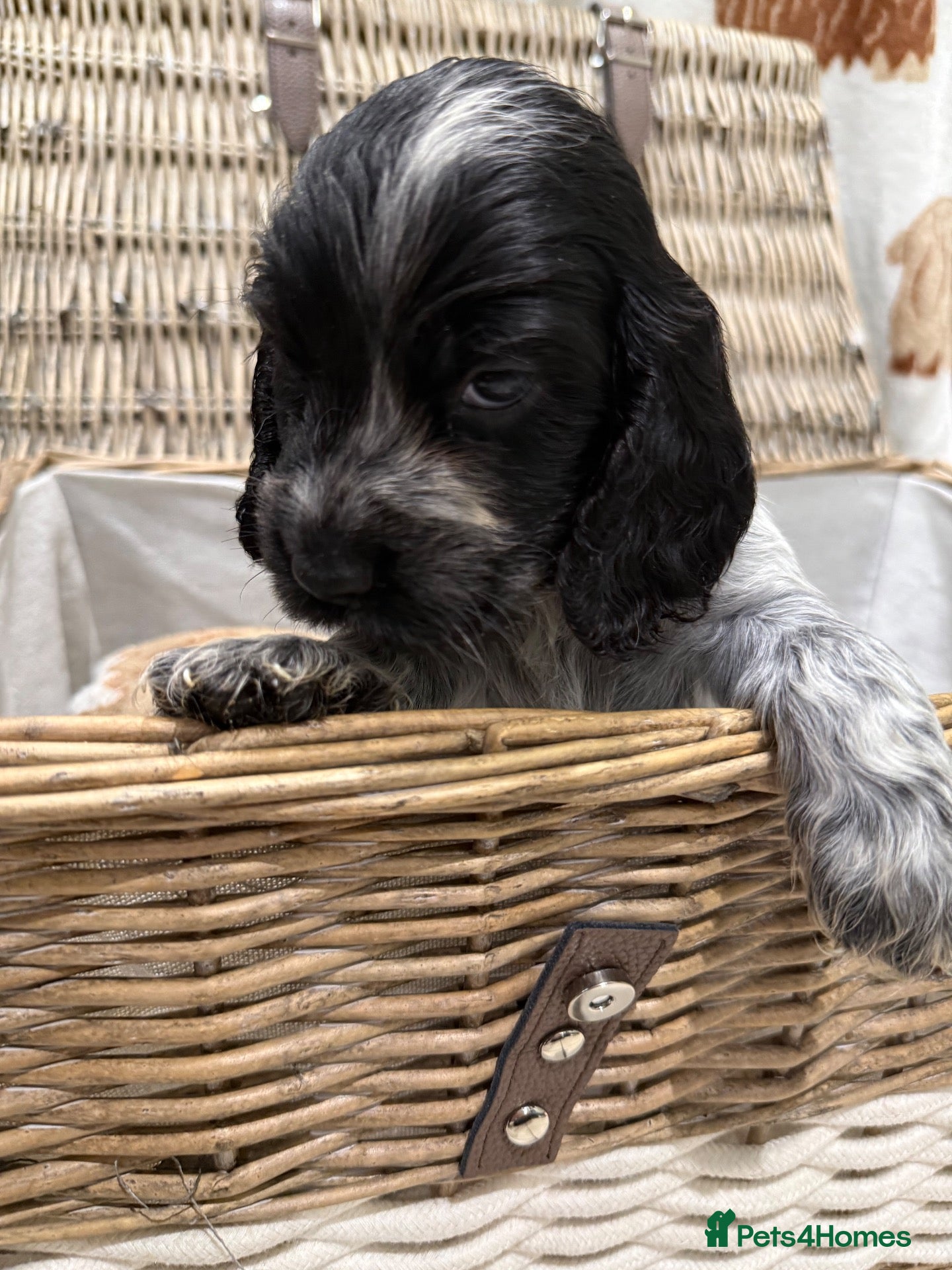 Cocker Spaniel dogs KC  Show cocker spaniel pups - Advert 2