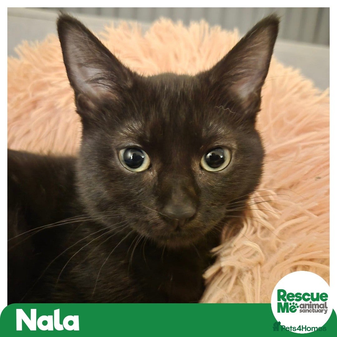 Mixed Breed cats Nala - super friendly girl - Advert 1