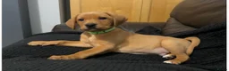 Labrador Retriever dogs for sale: Fox Red Pups - Ready to go in Richmond - Advert 9