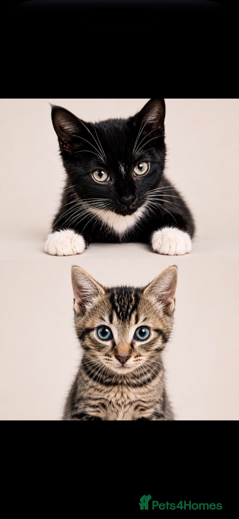 Mixed Breed cats Beautiful kittens for sale  - Advert 1