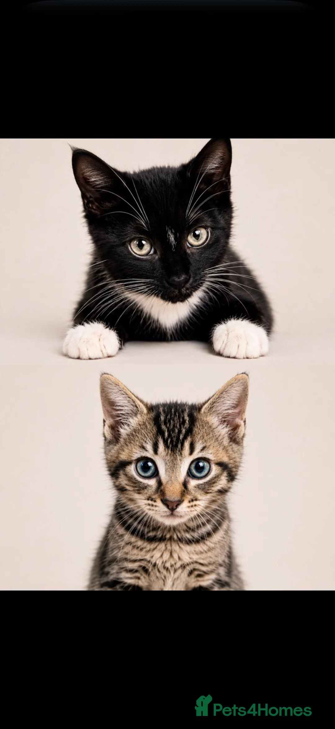 Mixed Breed cats for sale: Beautiful kittens for sale  in London - Advert 1