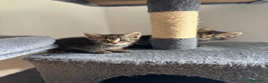 🧡Maine Coon Kitten 5