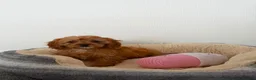 Cavapoo dogs for sale: Stunning f1 cavapoos ready now ! - Advert 1